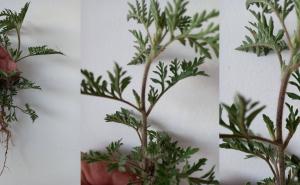 U Sarajevu potvrđeno prisustvo jednog od najjačih alergena: Objavljeno upozorenje i preporuke